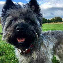 Cairn Terrier Dog Breed Info 